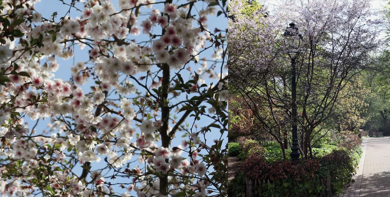 Floraison hivernale du Prunus 'February Pink'