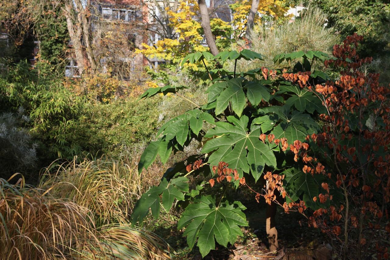 Grandes feuilles palmees du Tetrapanax papyrifer 'Rex'