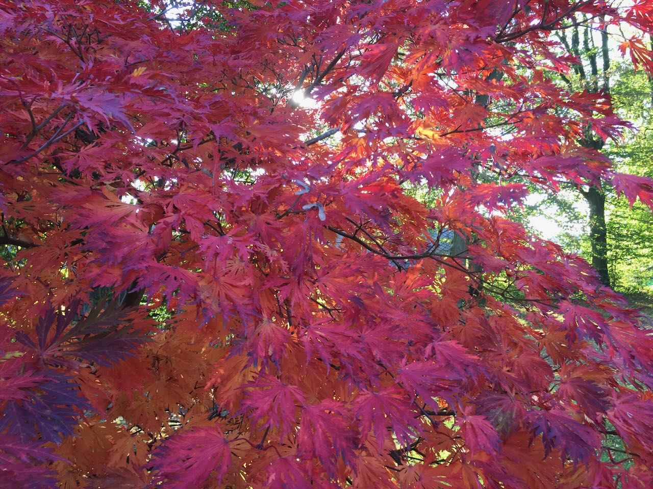 Feuillage pourpre de l'Acer japonicum 'Aconitifolium' en automne