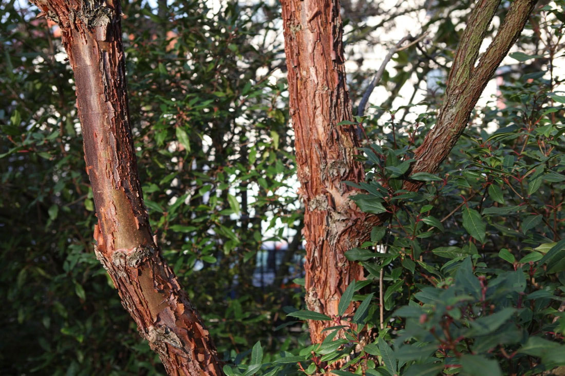 Écorce s'exfoliant de l'Acer griseum