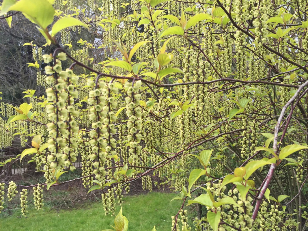 Stachyurus praecox en fleurs au printemps