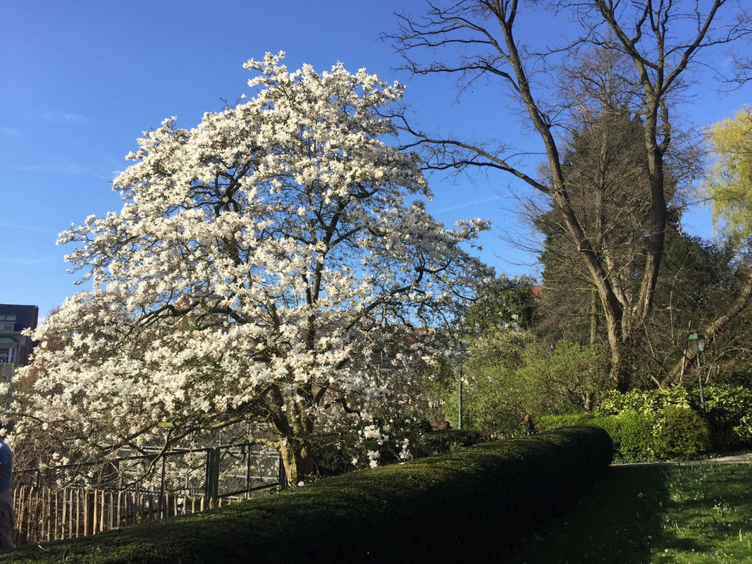 Magnolia en pleine floraison blanche au printemps, au-dessus d'une haie taillée du parc Tenbosch.