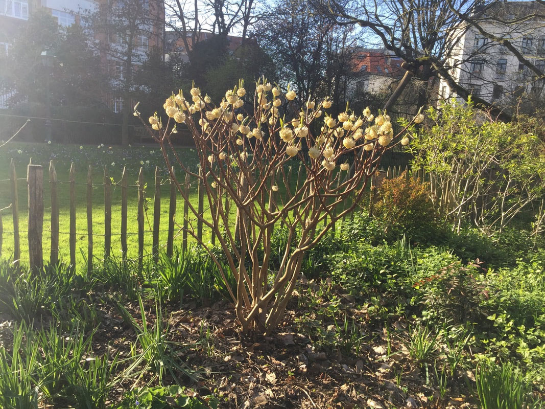 Edgeworthia chrysantha en fleurs, arbuste aux tiges nues portant des bouquets de fleurs jaune crème, devant une barrière en châtaignier.