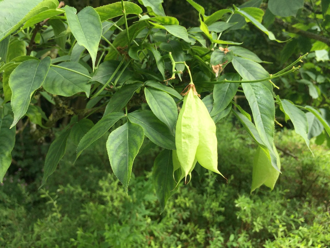 Fruits en vessie du Staphylea colchica en été