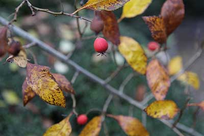 Crataegus x lavallei carrierei
