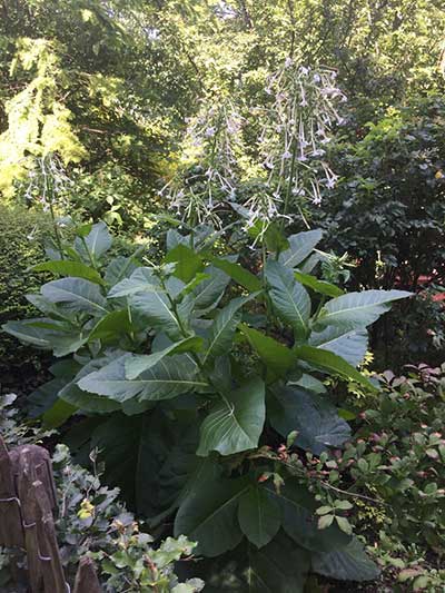 Nicotiana sylvestris