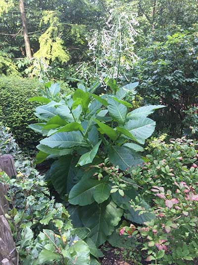 Nicotiana sylvestris