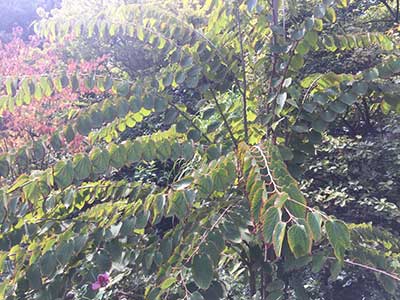 Tetracentron sinensis