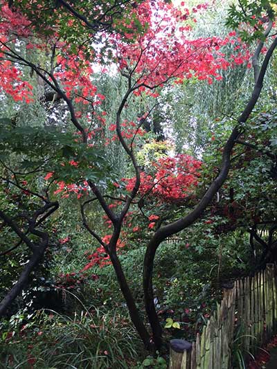 Acer japonicum aconitifolium