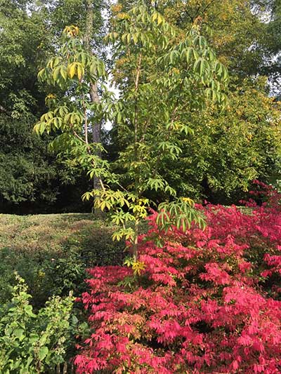 Kalopanax septemlobus