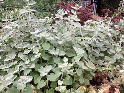 Ballota pseudodictamnus