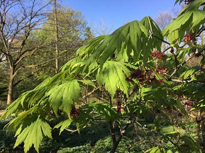 Acer aconitifolium