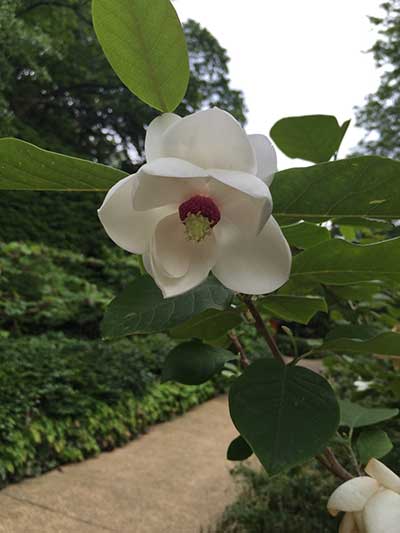 Magnolia Sieboldii