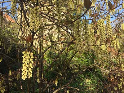 Stachyurus