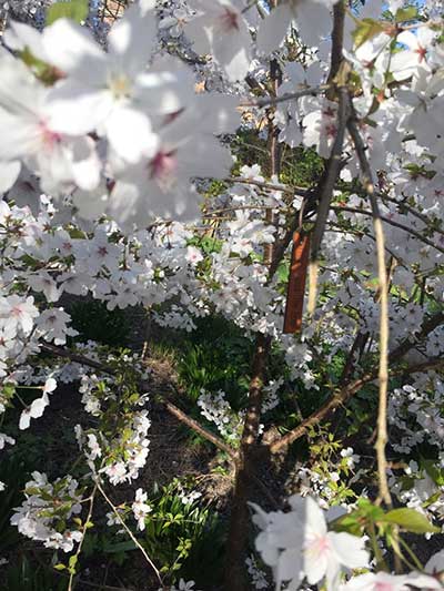 Prunus incisa The Bride