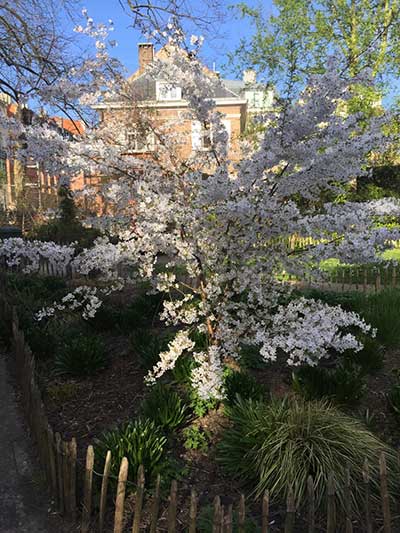 Prunus incisa The Bride