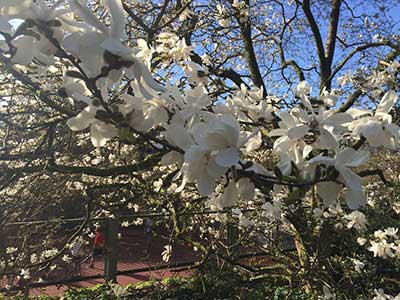 Magnolia x loebneri Merrill