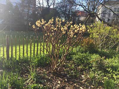 Edgeworthia chrysantha