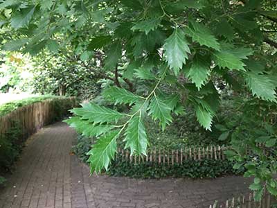Zelkova carpinifolia