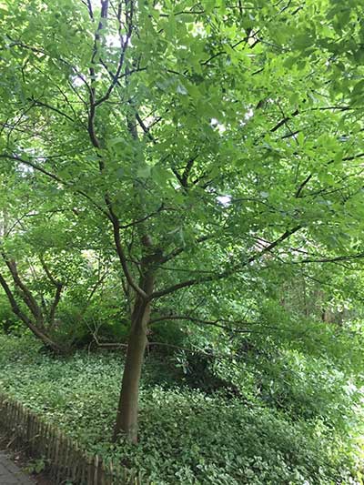 Zelkova carpinifolia
