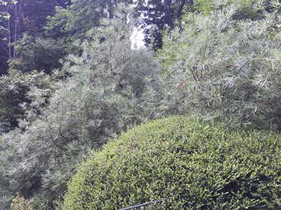 Salix rosmarinifolia