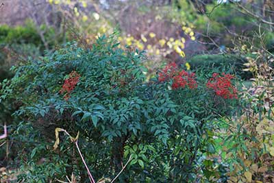 Nandina domestica