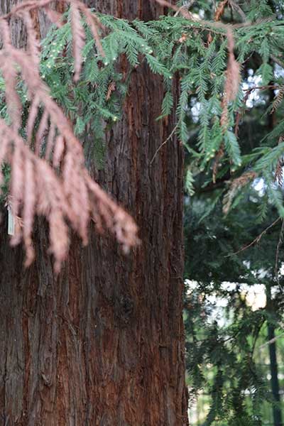 Sequoia sempervirens