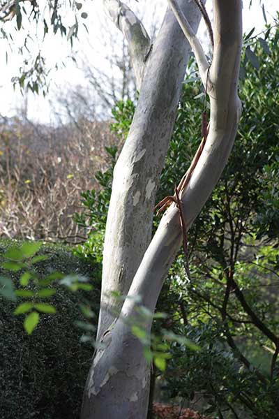 Eucalyptus pauciflora Debeuzevillei