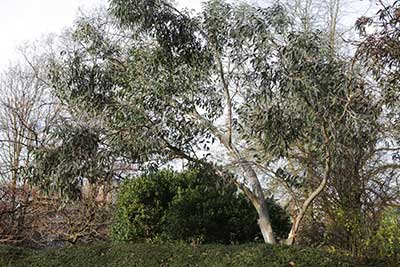 Eucalyptus pauciflora Debeuzevillei