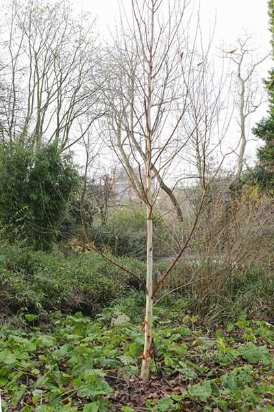 Betula albosinensis septentrionalis