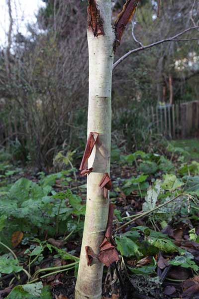 Betula albosinensis septentrionalis